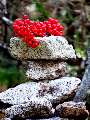 Berries on the summit of Whiteface