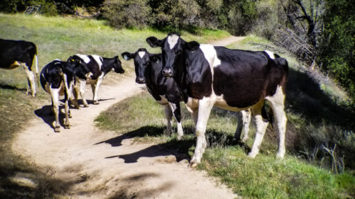 Cows along the Pacific Crest Trail