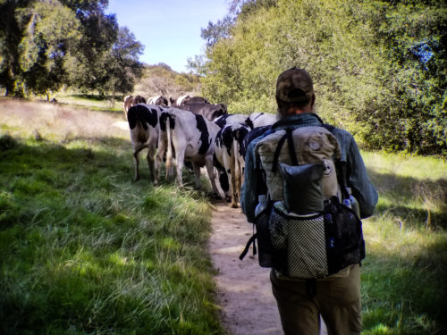 Herding cows off the Pacific Crest Trail